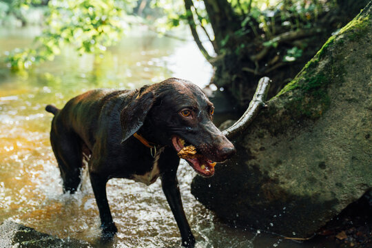 Wet dog playing in river