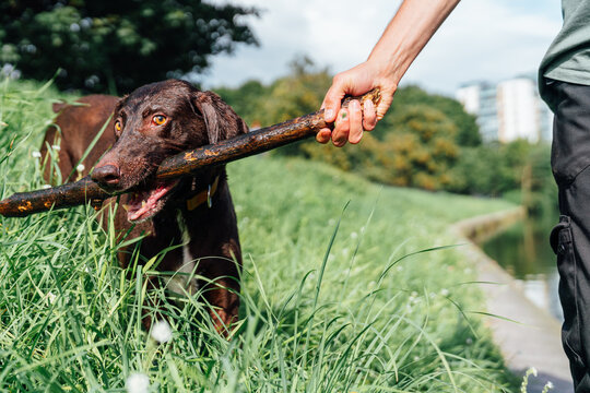 German Shorthaired Pointer tugging stick with person