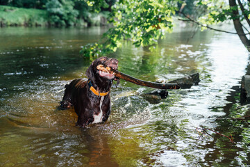 German Shorthaired Pointer holding stick in river