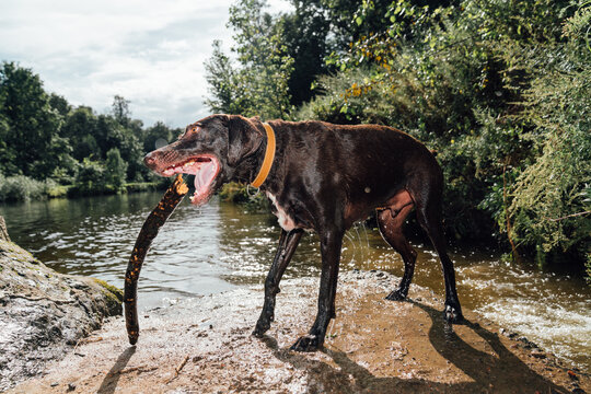 German Shorthaired Pointer holding stick on riverbank