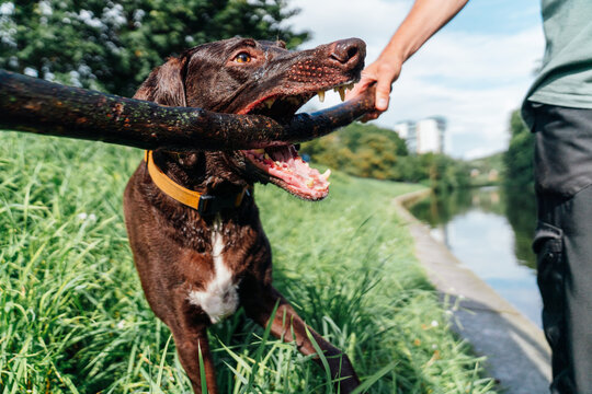 German Shorthaired Pointer playing tug of war with stick