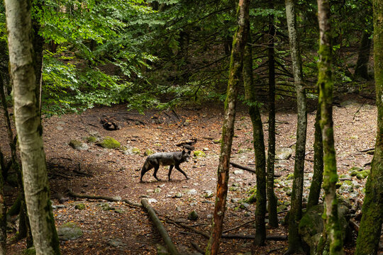 Mackenzie wolf in forest