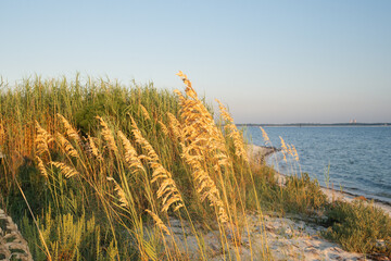 Coastal Florida Landscape