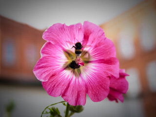 Close-up of a bee on a vibrant pink flower, captured in a natural setting with soft lighting.