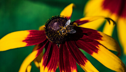 Bee On Colorful Flower Closeup: Macro Portrait Of Pollinator On Red Yellow Petals
