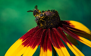 Bee On Colorful Flower Closeup: Macro Portrait Of Pollinator On Red Yellow Petals