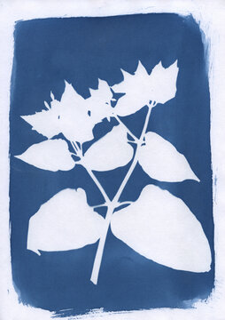 A Sun Print Created With Wild Flowers