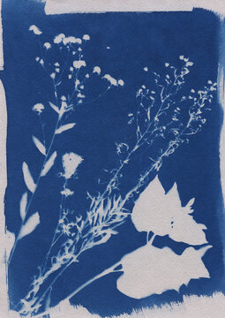 A Sun Print Created With Wild Flowers