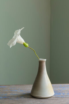 Blooming Large bindweed flower in ceramic vase