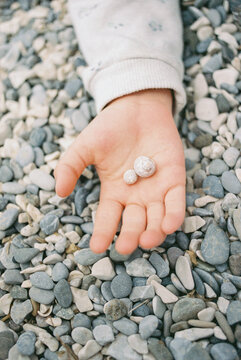 small shells in a child's hand