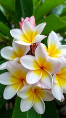 Fototapeta premium Close-up of vibrant plumeria flowers