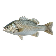 Fototapeta premium Isolated Fish Portrait: A Detailed Silver Bass Against a Stark Black Backdrop