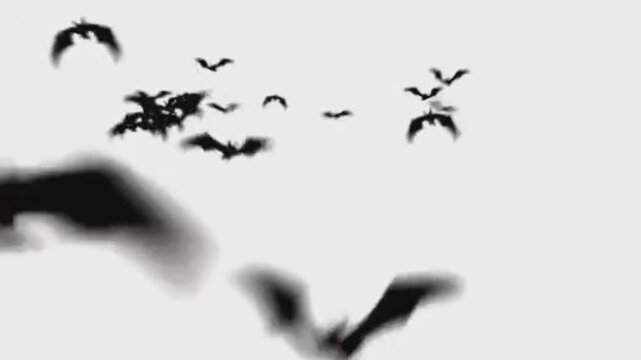 Flying bats isolated on white background 