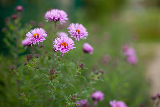 Purple garden flowers blooming in soft focus
