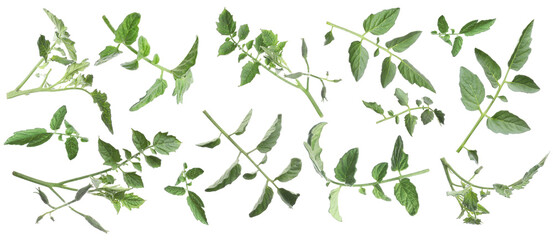 Tomato plant branches with green leaves isolated on white, set