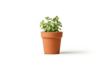 Fototapeta premium Indoor plant growing in clay container high resolution picture