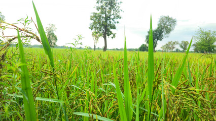 Fototapeta premium Green rice field with trees in background, Lush paddy field during growing season, Close-up of rice plants in rural farmland, Natural green rice field landscape, Rice plant with green leaves and grain