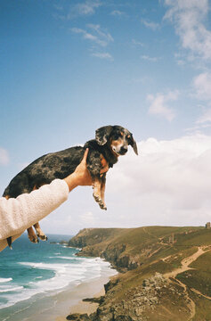 Dachshund on Holidays