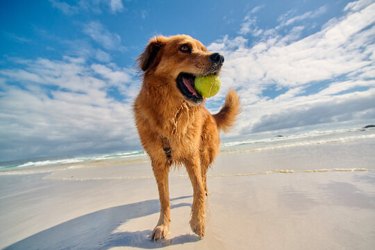 dog and ball at beach