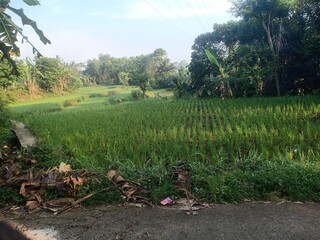 rice field in thailand