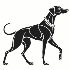 Elegant black silhouette of a sighthound dog