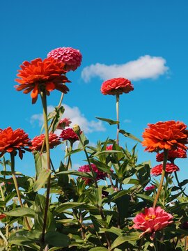 Beautiful, colorful wildflowers in a farm field during summer.