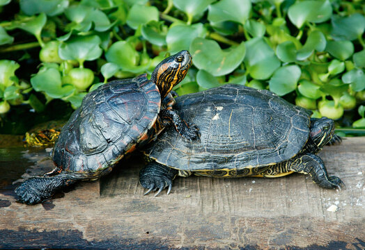 Turtles in Amazon