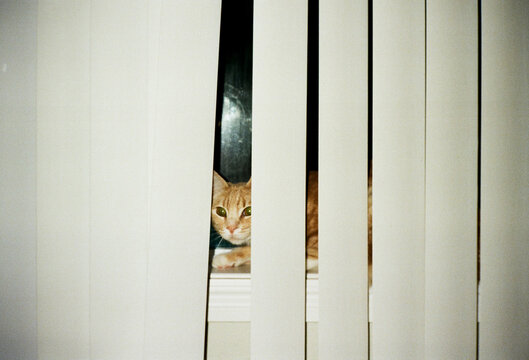 Cat Behind the Blinds