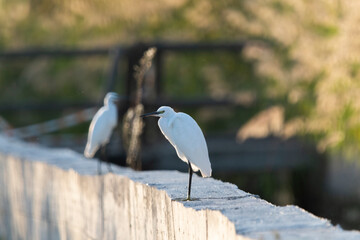 Serene Sunset with Two Resting Egrets