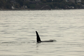 Fototapeta premium whale in the sea