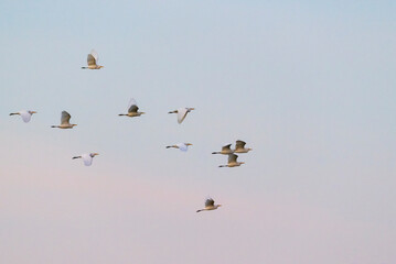 Flight Beneath a Cyan and Rose Horizon - Chasing Colors and Horizons