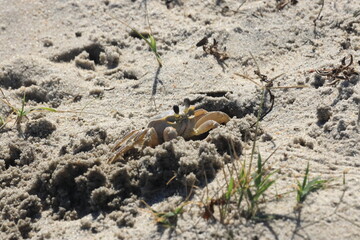 crab on the beach