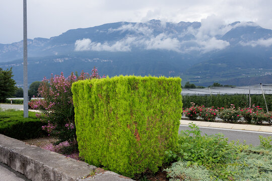 Urban vegetation in the landscape