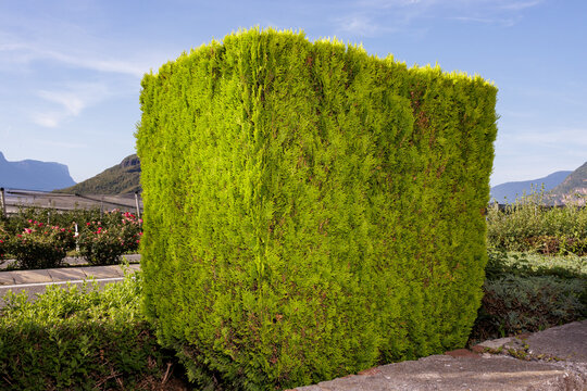 Urban vegetation in the landscape