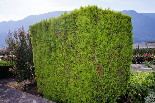 Urban vegetation in the landscape