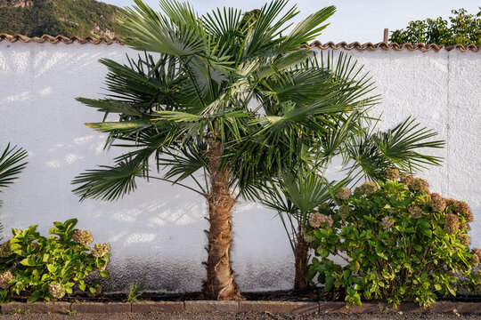 Urban vegetation with palm trees and bushes