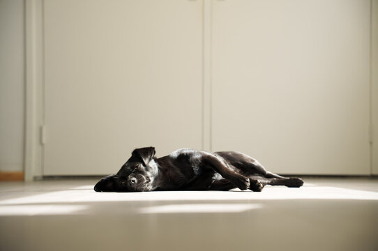Mutt Dog naps the sun