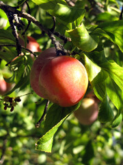 FRUTOS PLANTAS NUECES CIRUELAS CHILE HUASO BROTES NATURALEZA FRUTA 
