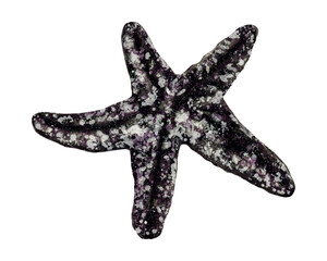 Vibrant purple sea star texture macro isolated. Marine starfish with sand grains detailed close-up. Purple ocean star isolated marine wildlife concept
