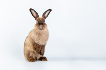 A healthy lovely baby brown bunny easter rabbit stand up on two legs on white background. Cute fluffy rabbit on white background Lovely mammal with beautiful bright eyes in nature life.Animal concept.