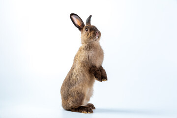 A healthy lovely baby brown bunny easter rabbit stand up on two legs on white background. Cute fluffy rabbit on white background Lovely mammal with beautiful bright eyes in nature life.Animal concept.