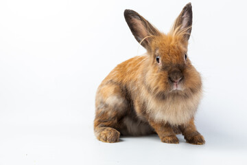 Bunny easter fluffy rabbits posing on white nature background on sunny day, Lovely mammal with beautiful bright eyes in nature life. Symbol animal of easter day. Healthy rabbit in many colours.