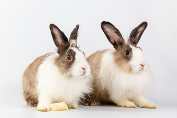 Bunny easter fluffy rabbits posing on white nature background on sunny day, Lovely mammal with...