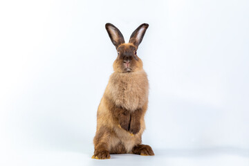 A healthy lovely baby brown bunny easter rabbit stand up on two legs on white background. Cute fluffy rabbit on white background Lovely mammal with beautiful bright eyes in nature life.Animal concept.