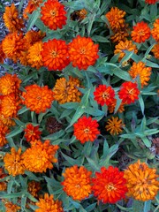 orange zinnia flowers in the garden