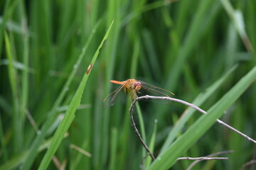 Scarlet skimmer dragonfly. Its common names ruddy marsh skimmer and Crocothemis servilia. This is a species of dragonfly of the family Libellulidae, native to east and southeast Asia. 