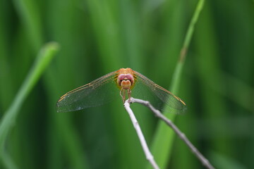 Scarlet skimmer dragonfly. Its common names ruddy marsh skimmer and Crocothemis servilia. This is a species of dragonfly of the family Libellulidae, native to east and southeast Asia. 