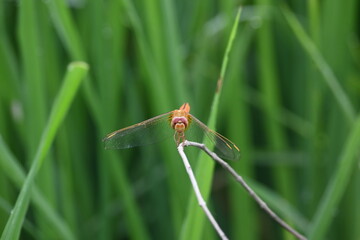 Scarlet skimmer dragonfly. Its common names ruddy marsh skimmer and Crocothemis servilia. This is a species of dragonfly of the family Libellulidae, native to east and southeast Asia. 