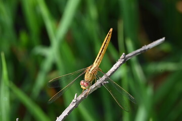 Scarlet skimmer dragonfly. Its common names ruddy marsh skimmer and Crocothemis servilia. This is a species of dragonfly of the family Libellulidae, native to east and southeast Asia. 