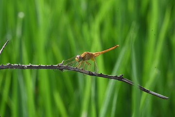 Scarlet skimmer dragonfly. Its common names ruddy marsh skimmer and Crocothemis servilia. This is a species of dragonfly of the family Libellulidae, native to east and southeast Asia. 